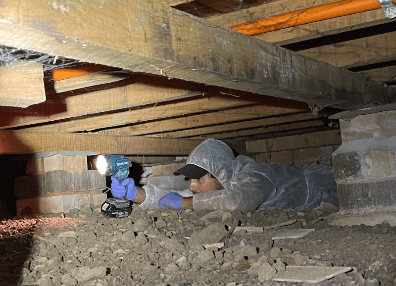Termite Pest Control Inspection 3
