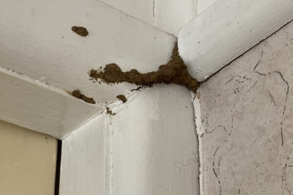 Signs of Termite Infestation in Sydney & How to Deal with Them