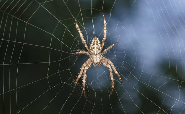 spider pest control sydney services page 7